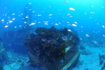 [뉴스 화제] 우리바다 숲 2만4258ha…생태계 복원