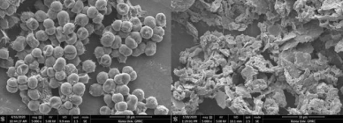 녹조현상 남세균을 사멸시키는 미생물 발견