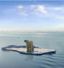 [포커스] 먹이 찾아 삼만리…굷주린 북극곰…해양생태계 붕괴