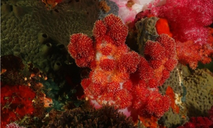 사라지는 산호...세계 최초 인공증식 성공 후 해양 방류