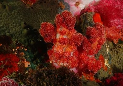 사라지는 산호...세계 최초 인공증식 성공 후 해양 방류