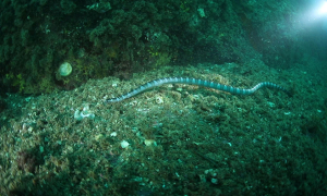 다도해국립공원서 열대·아열대 해양생물 첫 발견