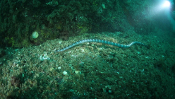 다도해국립공원서 열대·아열대 해양생물 첫 발견
