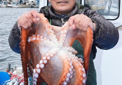 강원도 고성 해역 문어 산란장・바다숲 생태계 복원