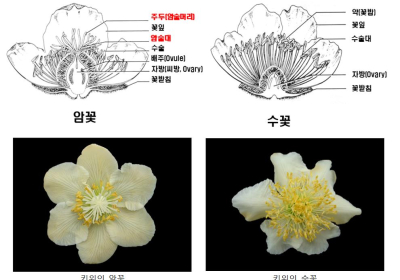 [생활정보] 귀농인의 고민...왜 내 키위나무에 열매 안 열리지?