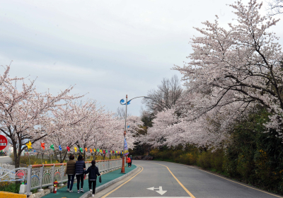 [포토뉴스] 유달산 봄꽃축제 오지마세요