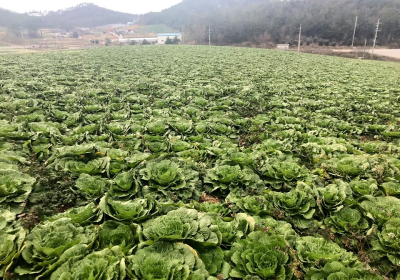 해풍 맞고 자란 진도 봄동 배추…구수하고 고소한 맛 