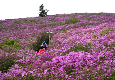 보성 일림산, 초암산, 계당산에 철쭉군락 진풍경