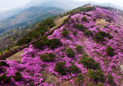 아쉽지만 고려산 진달래 꽃길 등산로 폐쇄