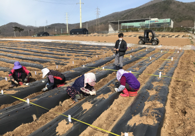 순무 뿌리 재배에서 순무청・줄기까지 먹는다