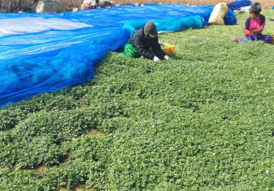 해풍 맞고 자란 ‘진도 조도 쑥’, 영양 풍부 건강식품