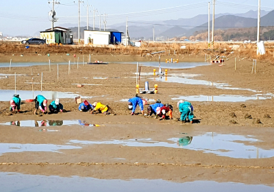 [포커스]  돌비늘백합으로 바다도 살리고 어민도 살리고