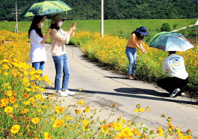 [포토뉴스] 벌교 금계국 수채화 마을