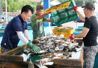 [뉴스 화제] 꽃게여 돌아오라…서해안 꽃게 살리기