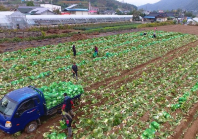 우리 식탁의 대표음식 김치…잔류농약 검사