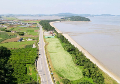 [해안선 기행] 무안 송석리 송림해안가 1만㎡ 메밀밭